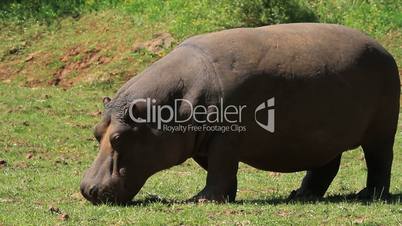 Hippo two