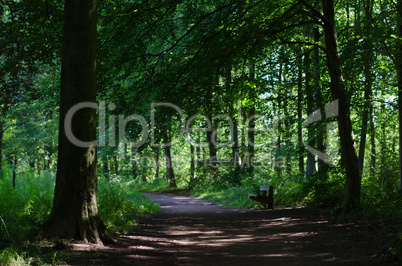 Empty Park Bench in Wooded Park