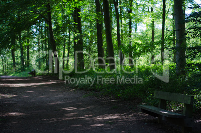 Empty Park Bench in Wooded Park