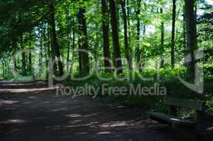 Empty Park Bench in Wooded Park