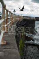 Crows Diving from Promenade