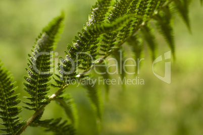 bracken fern frond with spores.