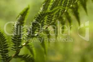 bracken fern frond with spores.