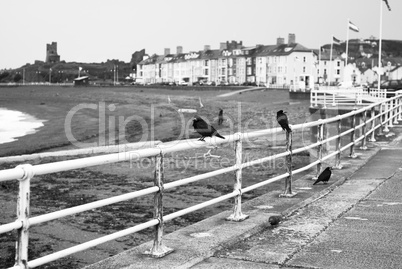 ravens on promenade railings.