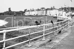 ravens on promenade railings.
