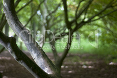 a maple tree grove in summer.