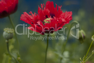 poppy-papaver flower.