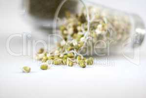 mung bean sprouts spilling out of a glass
