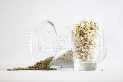 mung bean sprouts