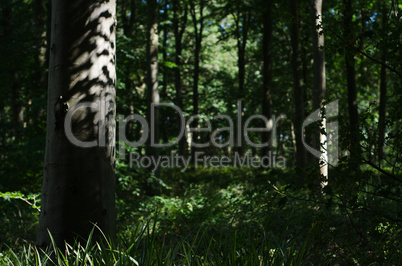 Dappled light beneath summer tree canopy