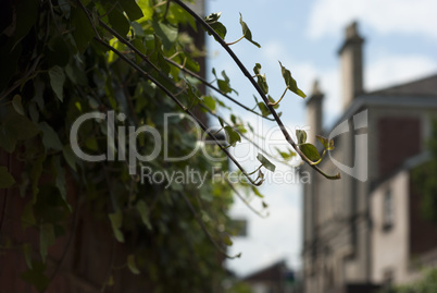 old town building through ivy leaves