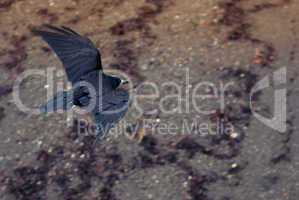 seaside raven flying
