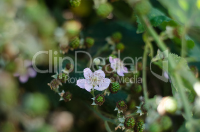 ripening blackberries