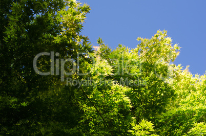 Japanese Maple leaves and blue sky