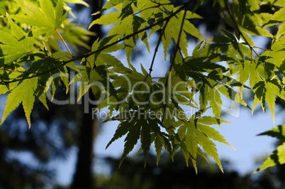 Japanese Maple Leaves