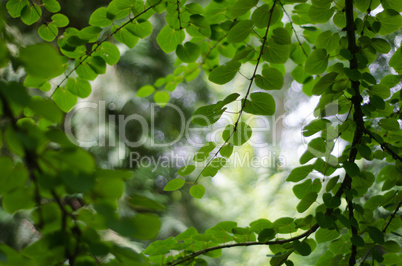 Katsura leaf cluster