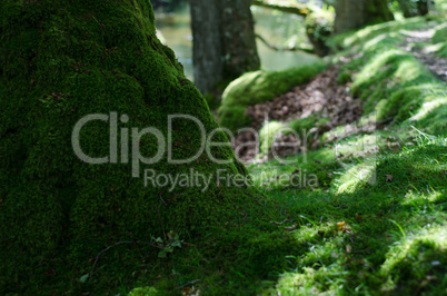 moss covered oak trunk