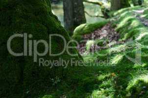 moss covered oak trunk
