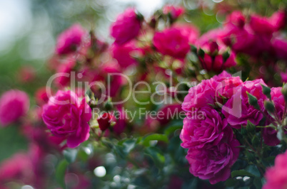 pink rose bush