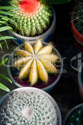 colorful cacti cactus plants