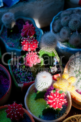 colorful cacti cactus plants