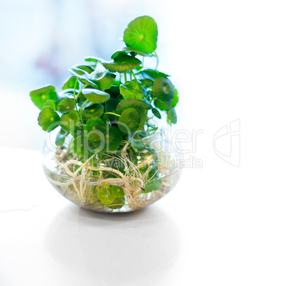 hydroculture plant on glass