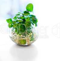 hydroculture plant on glass