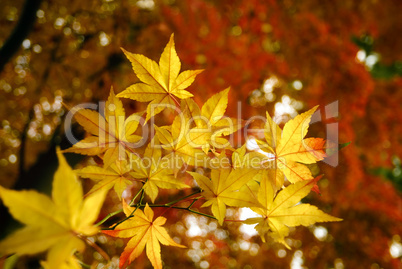 Goldene Herbstpracht