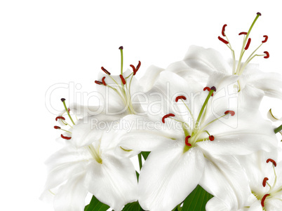 Weiße Lilien mit Textfreiraum