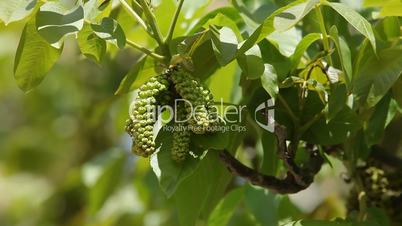 Aglets of a walnut tree