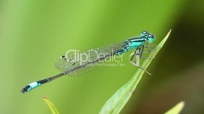 Hufeisen-Azurjungfer (Coenagrion puella)