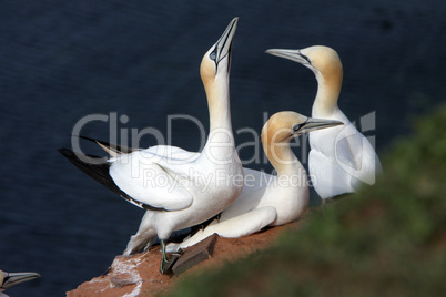 Basstölpel am Vogelfelsen auf Helgoland