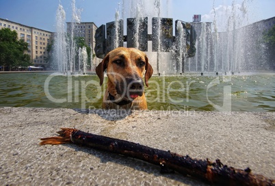 Hund im Brunnen des Straußberger Platz in Berlin