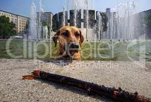 Hund im Brunnen des Straußberger Platz in Berlin