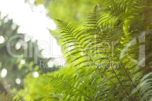vibrant fern canopy with fronds