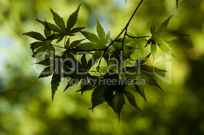 Sun shining through Japanese Maple tree canopy
