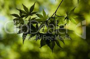 Sun shining through Japanese Maple tree canopy