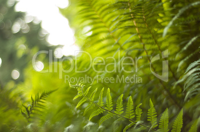 sunshine through curling new bracken