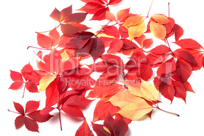 Scattered autumn leaves on white background