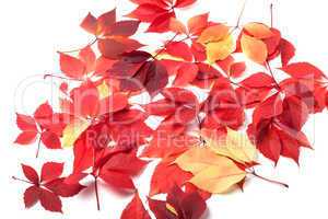Scattered autumn leaves on white background