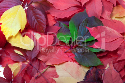 Background of multicolor autumn leaves