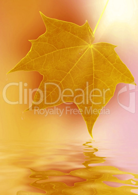 autumn maple leaf