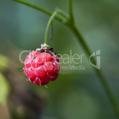 Himbeere - Rubus idaeus