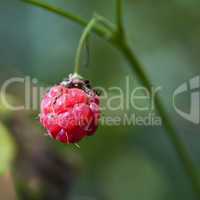 Himbeere - Rubus idaeus