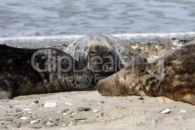 Kegelrobbe auf Helgoland