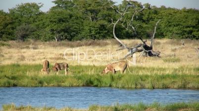 Namibian Lions