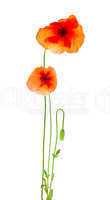 Poppy flowers on a white background