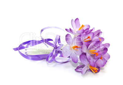 spring crocuses on a white background