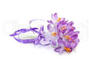 spring crocuses on a white background