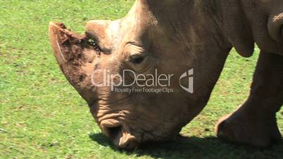 Rhinoceros two